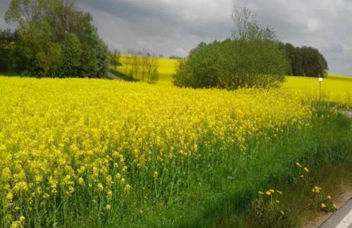 Comfortable Holiday Home in Saxony With Terrace - Foto 72