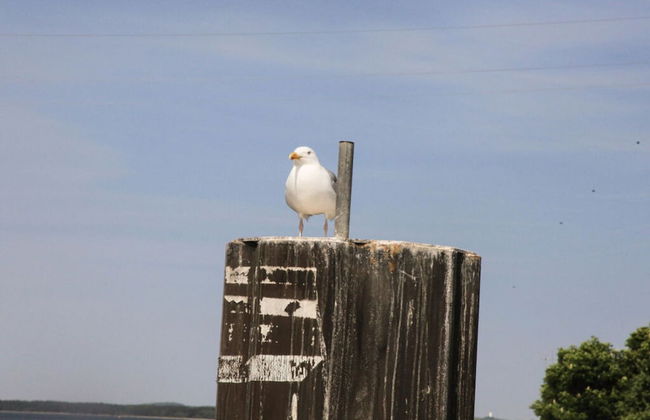 Ostseebrandung - Haus Seestern - Foto 3