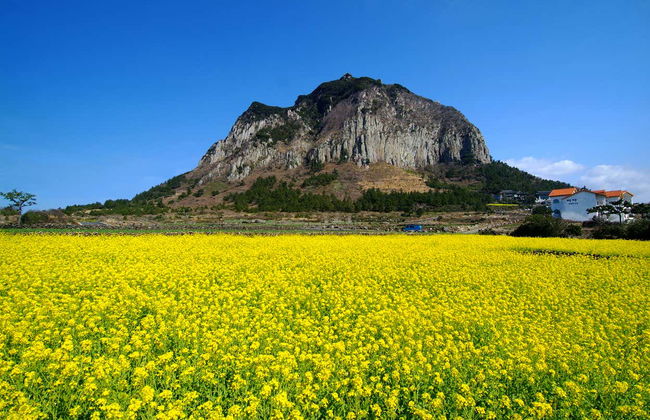 Jeju Island Bus Tour - Foto 11