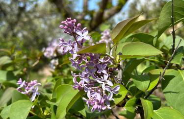 Villa Rústica en la Alpujarra - La Gualalla - Soportújar - Foto 34