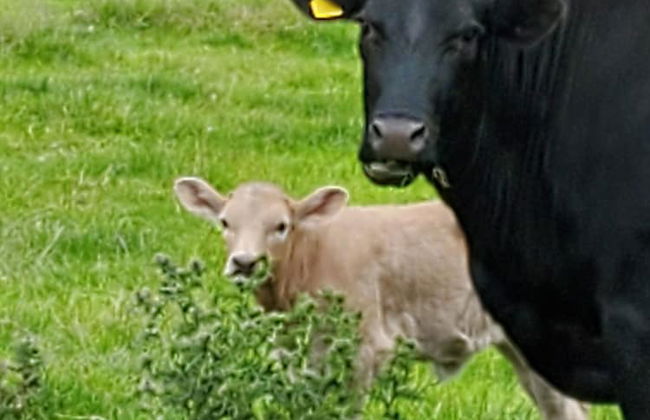 3 Bedroom Cottage - Hot Tub, Garden, Parking - Foto 20