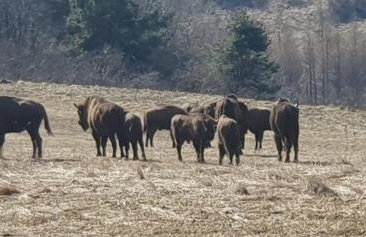 Domki pod Kiczerą w Baligrodzie, Bieszczady - Foto 37