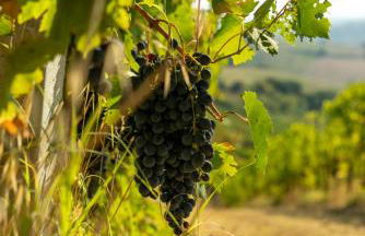 Boutique Hotel Villa Monty Banks - Foto 28