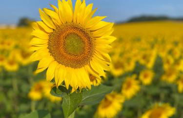 Logement entier de charme, gite équestre GERS Flamarens - Photo 55