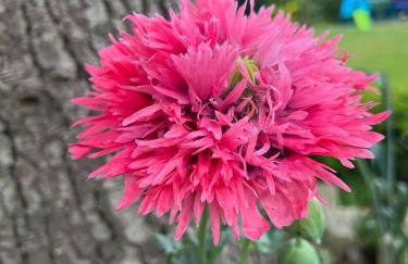 Stanton Lodge Cottage - sleeps 5 - Foto 52