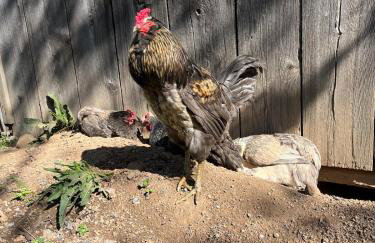 Fingerlakes farm with goats & chickens - Foto 7