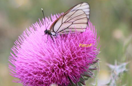 Alojamiento aguasblanquillas - Foto 24