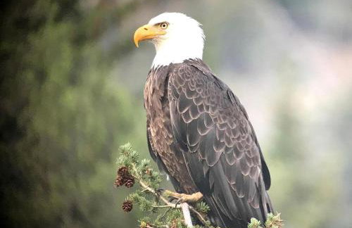 Cozy Cabin Retreat with Stunning Views of Yellowstone National Park in Montana - Foto 36