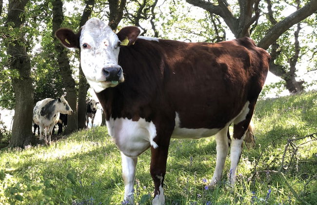 Queen Bower Farm Lodge - Foto 18