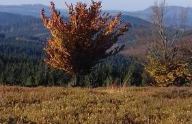 Apartment Schoenblick - Foto 16