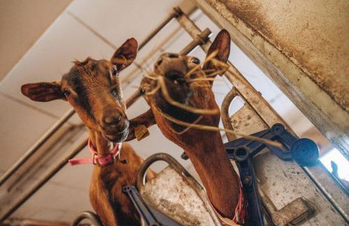 Les Chalets de Pierrot - Foto 46