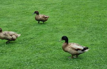 Casa los Patos en Santillana Del Mar - Foto 44