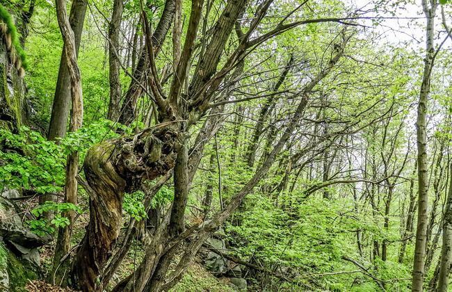 Rustico 1787 - Foto 33