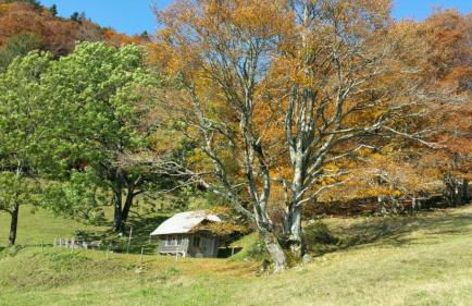 Haus Föhrenbach - Foto 23
