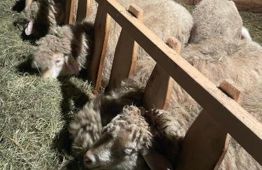 Allgäu Ferienhof Schönberger - Photo 69