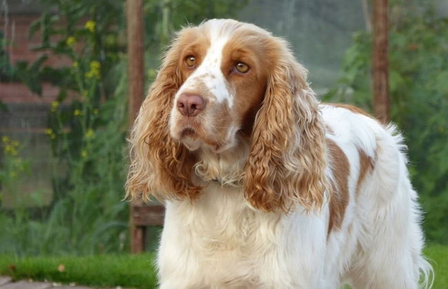 Dee Valley Cottages - Foto 25