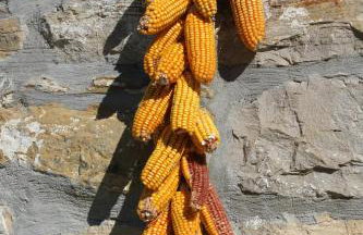 Holiday house with a swimming pool Cepic, Central Istria - Sredisnja Istra - 7404 - Foto 9