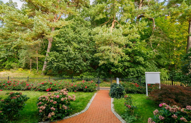 Sonnenblume - Foto 22