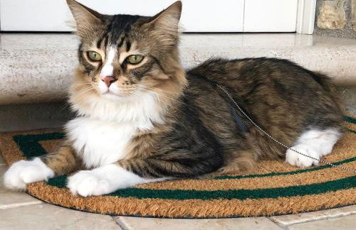 CHALET VELA Natura e Relax - Foto 39