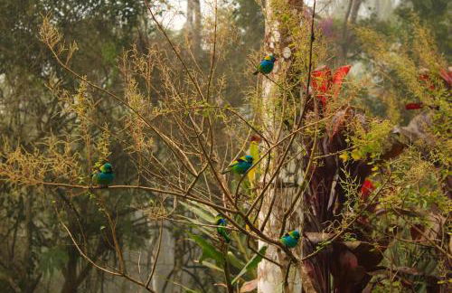 Chalé Gaia - Hospedagem Itatiaia - Photo 30