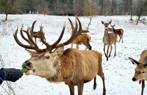 Ośrodek Wczasów Zdrowotnych Rudawka Rymanowska - Foto 6