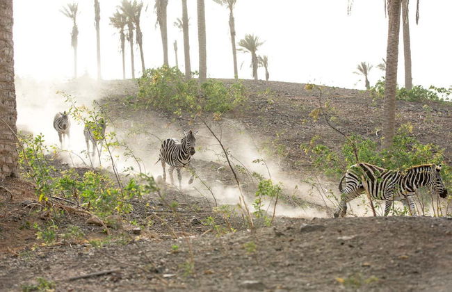 Ingresso do Oasis Wildlife Fuerteventura - Foto 1