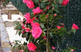 Villa Blanca 10 minutos de la Playa Costa Brava - Foto 38