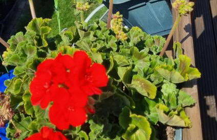 Ferienwohnung Annett - Foto 18