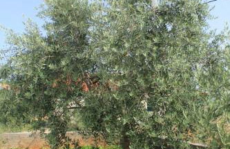 Apartments by the sea Ugljan - 8304 - Foto 11