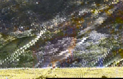 Alkina Lodge - Foto 32