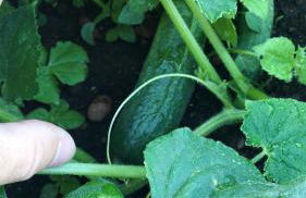 Schlossberg Apartments & Garten in der Natur & unweit vom "Thüringer Meer" - Foto 61