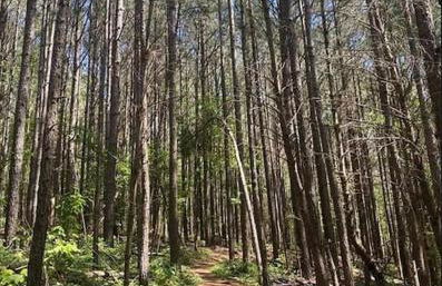 Peaceful Modern Chalet in Ellijay - Foto 43