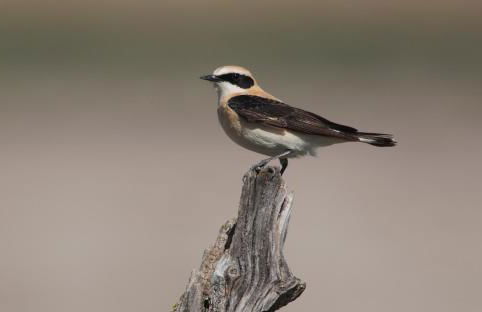 Aum Praia da Luz Resort Apartment - Foto 22