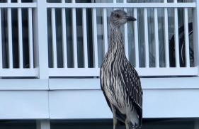 Coastal Retreat by the Bay - Foto 54