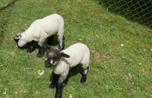 Haus Wald-Eck - Foto 28