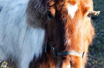 Casa Benny Countryside Guesthouse CENTER PORTUGAL - Foto 14