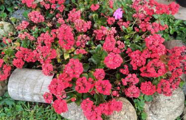 Chalé Vale das Flores - Visconde de Mauá Rj - Photo 15