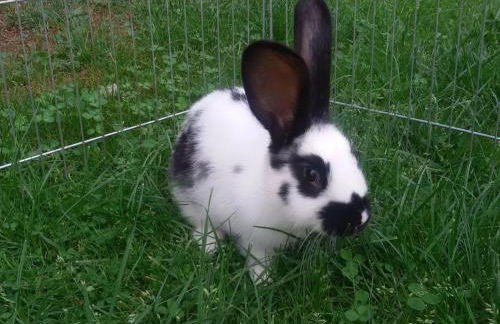 Ferienhof An der Lay - Foto 4