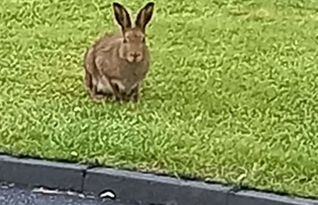 Country Cottage Apartment, Valentia Island, Kerry - Foto 14