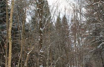 Eifler - Sonnenfels - Foto 31