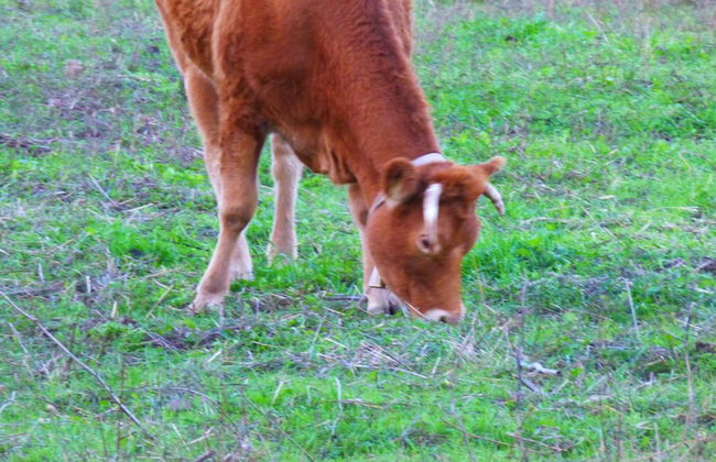 Comino Alto Agriturismo e Appartamenti - Photo 57