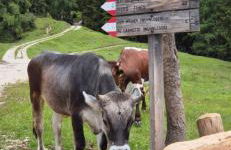 WEINBERG APARTMENTS with Brixen Südtirol Card - Photo 51