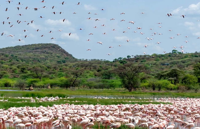 Excursión privada de 2 días al Lago Bogoria - Foto 3
