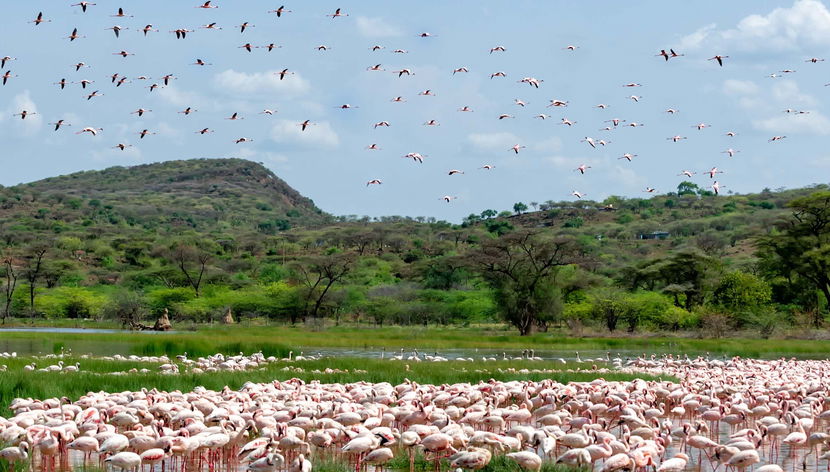 Excursión privada de 2 días al Lago Bogoria