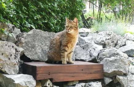 The Forest House Krk 1 - Photo 59