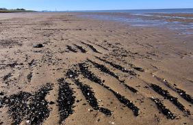 6 Personen Ferienhaus mit 4 Schlafzimmern, Infrarotwaermekabine, mit Blick auf den Weltschiffahrtsweg in Otterndorf - Foto 33