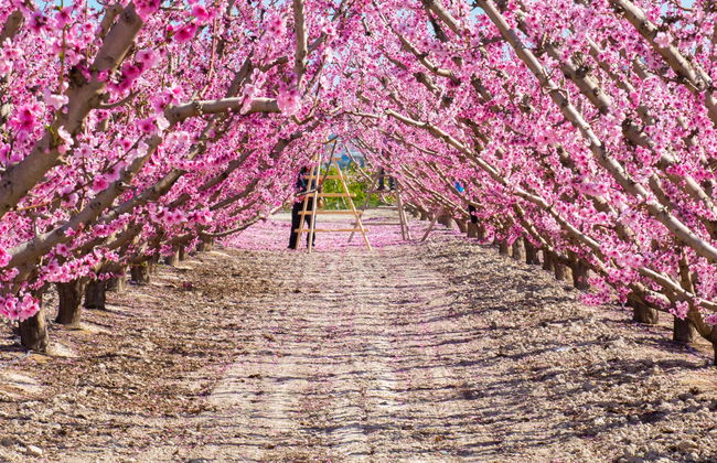 Visite à la découverte de la floraison de Cieza - Photo 1