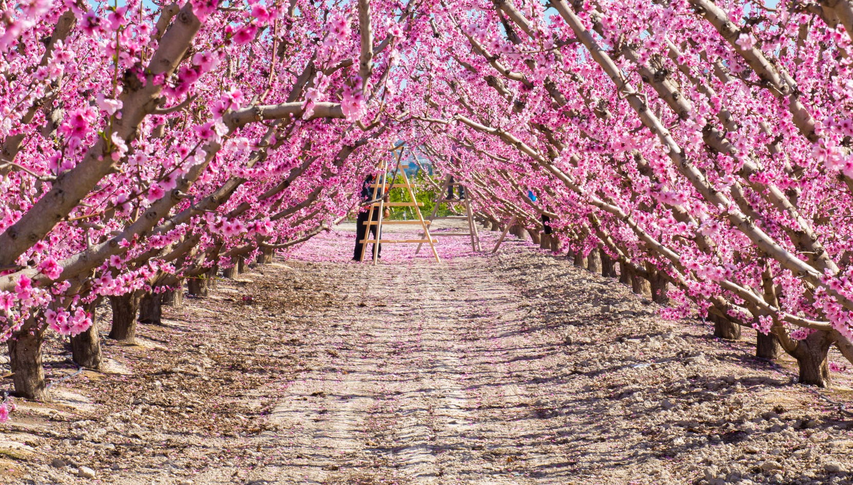 Visite à la découverte de la floraison de Cieza
