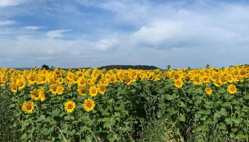 Maison Le Haut Fée - Foto 4
