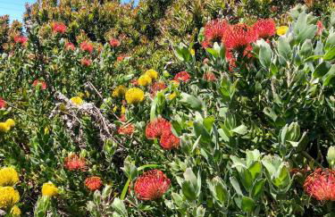 Madeira Sunset Cottage - Nature Retreat - Foto 32